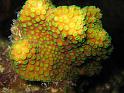 corail étoilé massif Montastrea annularis